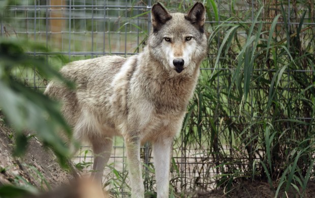 Iasha, one of the wolf ambassadors for Seacrest Wolf Preserve in Chipley, Fla., who is being fostered at In Harmony With Nature Wolf Sanctuary, on Friday, June 5, 2026. Seacrest Wolf Preserve is looking for a new home, after a court ruling due to a lease dispute forced them to vacate their home. (Ricardo Ramirez Buxeda/ Orlando Sentinel)