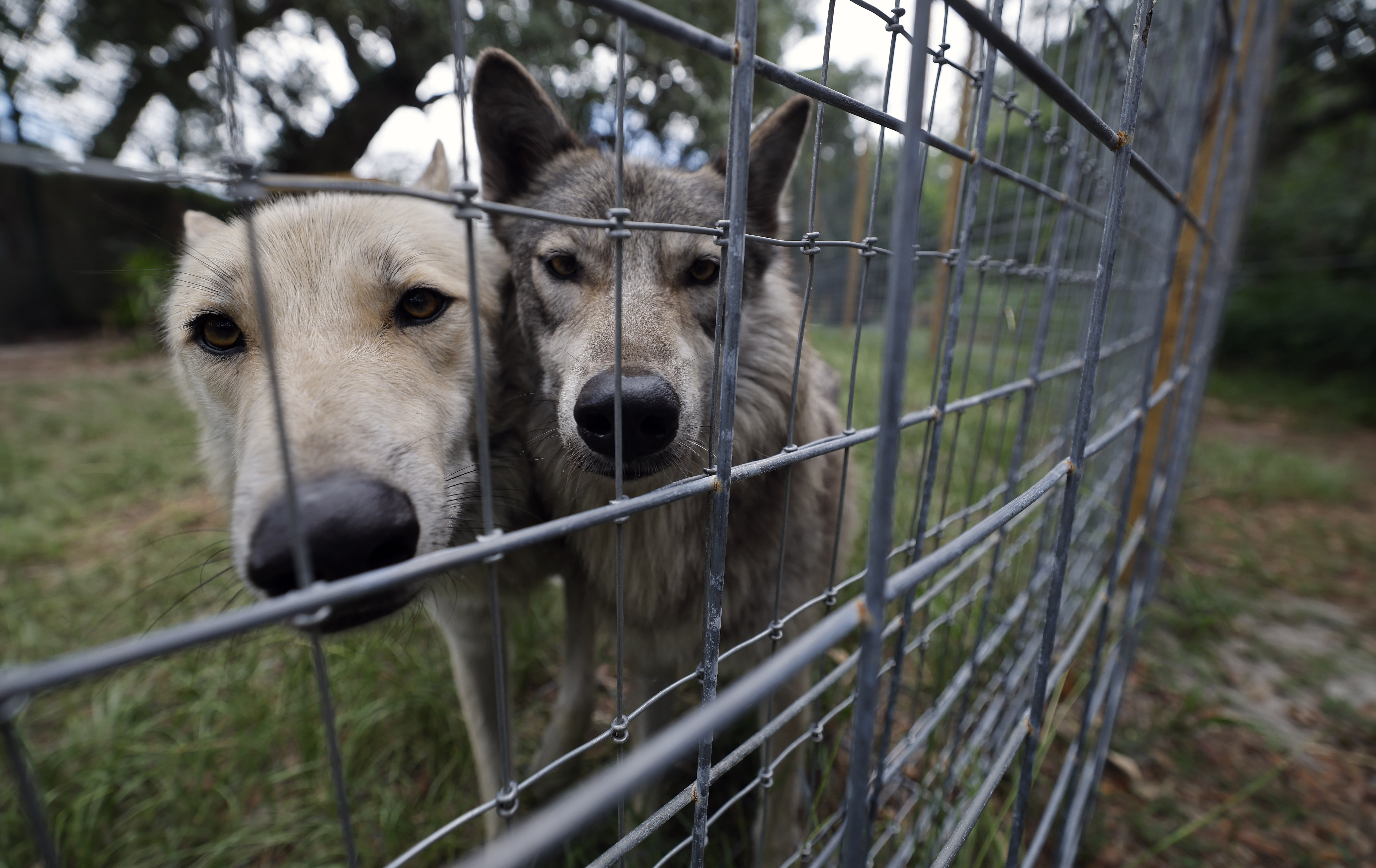 Left to Right, Geronimo and Lozen, wolf ambassadors for Seacrest Wolf Preserve in Chipley, Fla., who are being fostered at In Harmony With Nature Wolf Sanctuary, on Friday, June 5, 2026. Seacrest Wolf Preserve is looking for a new home, after a court ruling due to a lease dispute forced them to vacate their home. (Ricardo Ramirez Buxeda/ Orlando Sentinel)