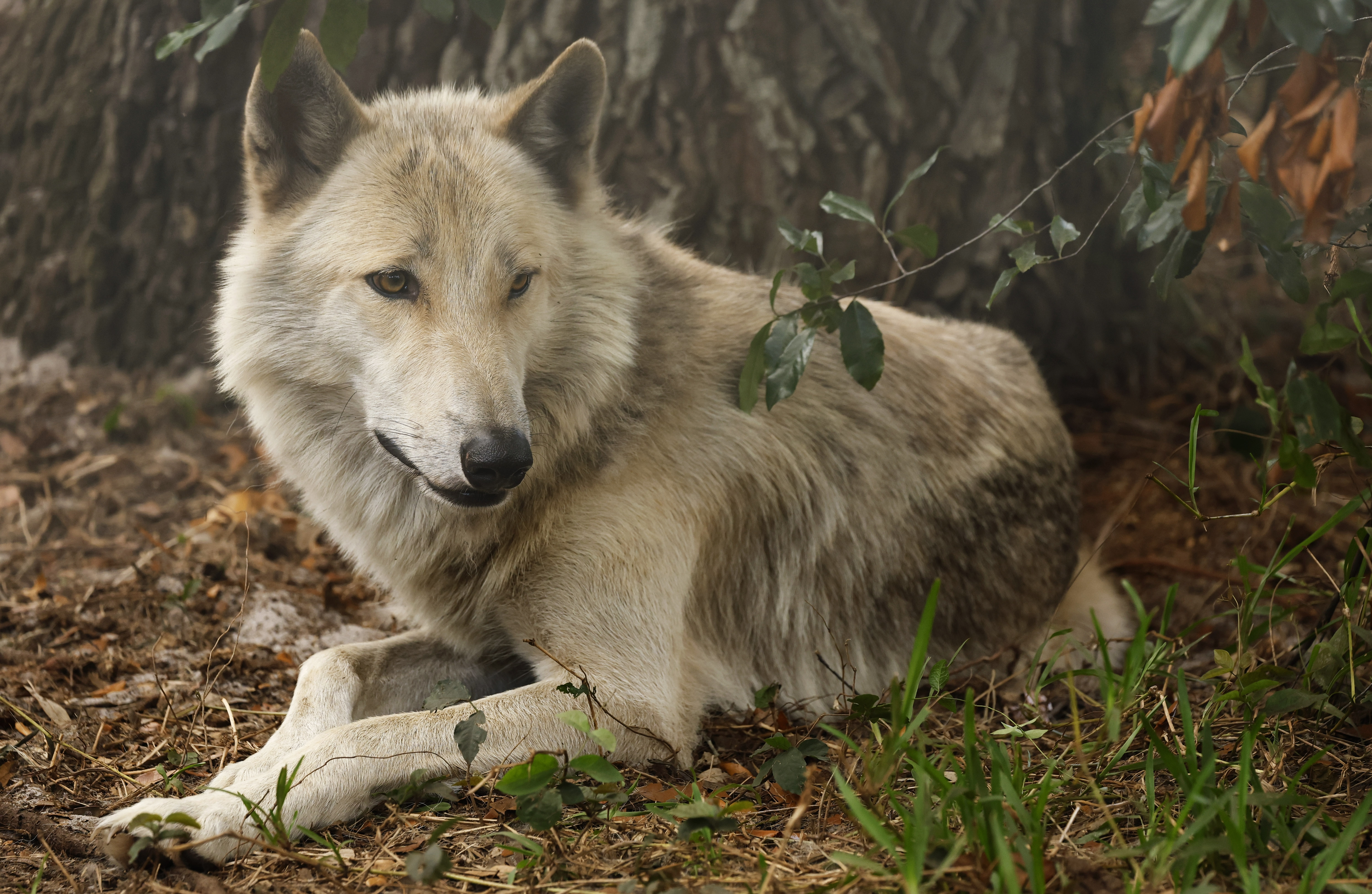 Geronimo, a wolf ambassador for Seacrest Wolf Preserve in Chipley, Fla., who is being fostered at In Harmony With Nature Wolf Sanctuary, on Friday, June 5, 2026. Seacrest Wolf Preserve is looking for a new home, after a court ruling due to a lease dispute forced them to vacate their home. (Ricardo Ramirez Buxeda/ Orlando Sentinel)