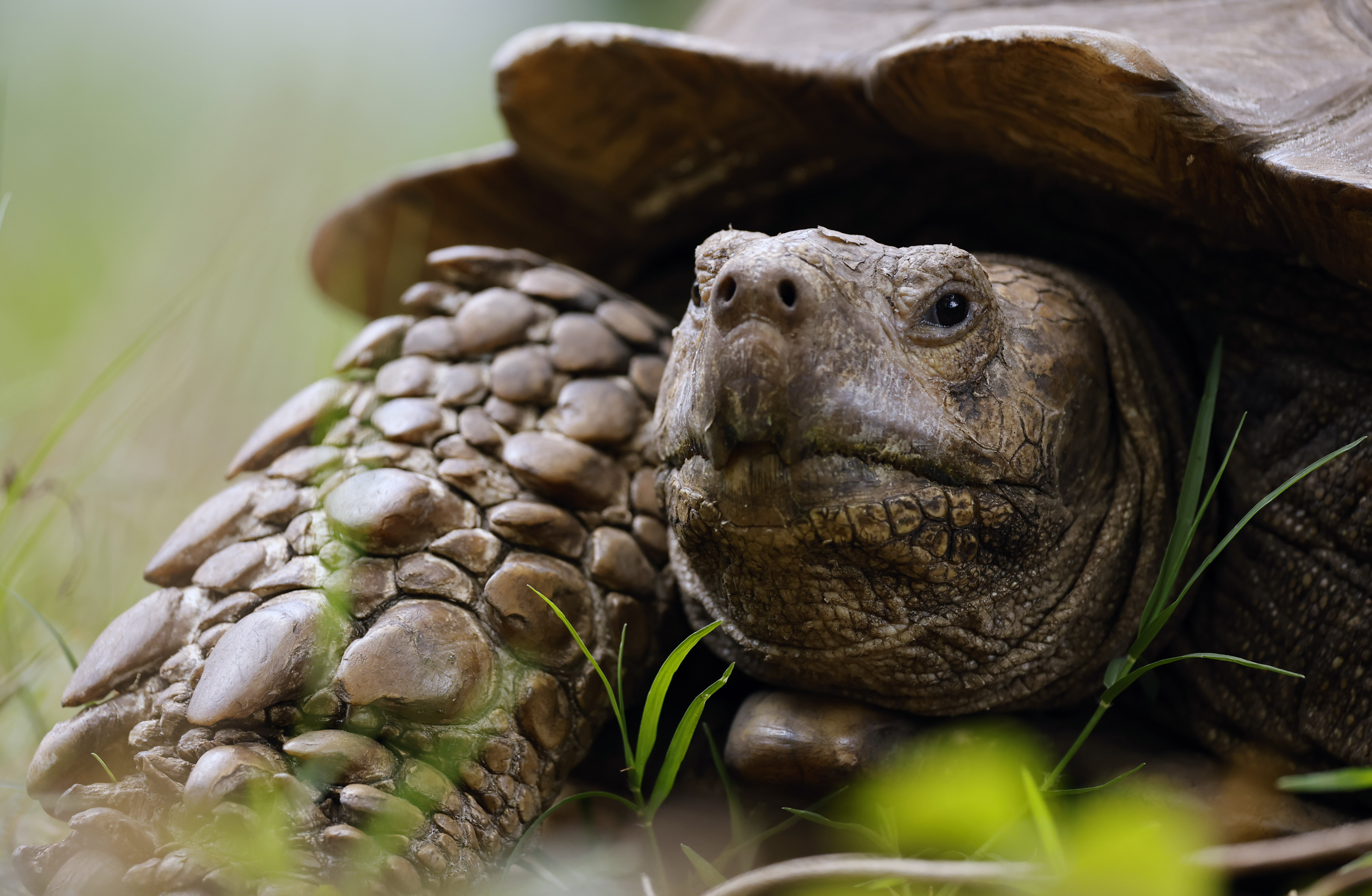 Peekaboo, a sulcata tortoise, at In Harmony With Nature Wolf Sanctuary, on Friday, June 5, 2026. (Ricardo Ramirez Buxeda/ Orlando Sentinel)