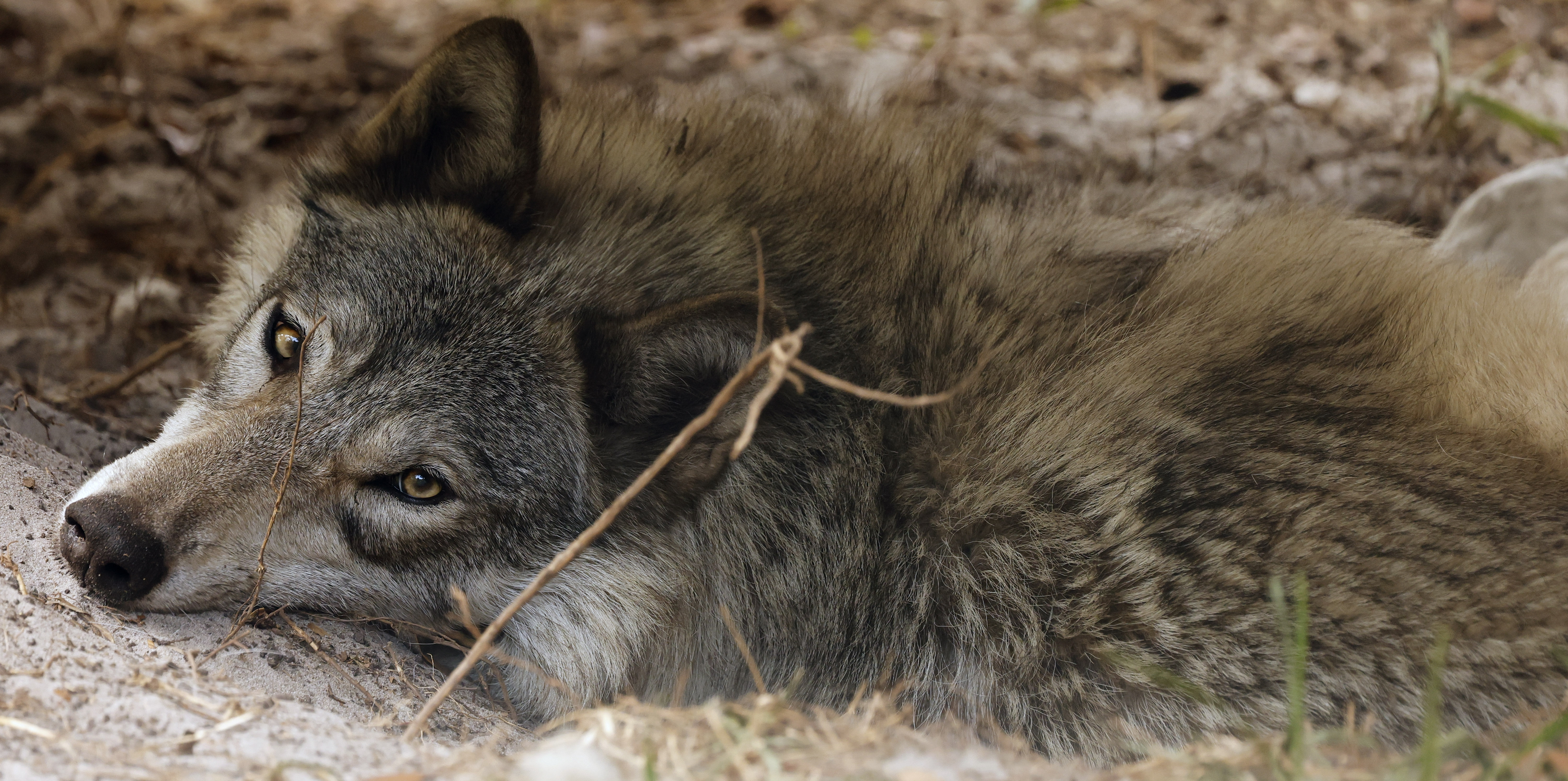 Lozen, a wolf ambassador for Seacrest Wolf Preserve in Chipley, Fla., who is being fostered at In Harmony With Nature Wolf Sanctuary, on Friday, June 5, 2026. Seacrest Wolf Preserve is looking for a new home, after a court ruling due to a lease dispute forced them to vacate their home. (Ricardo Ramirez Buxeda/ Orlando Sentinel)