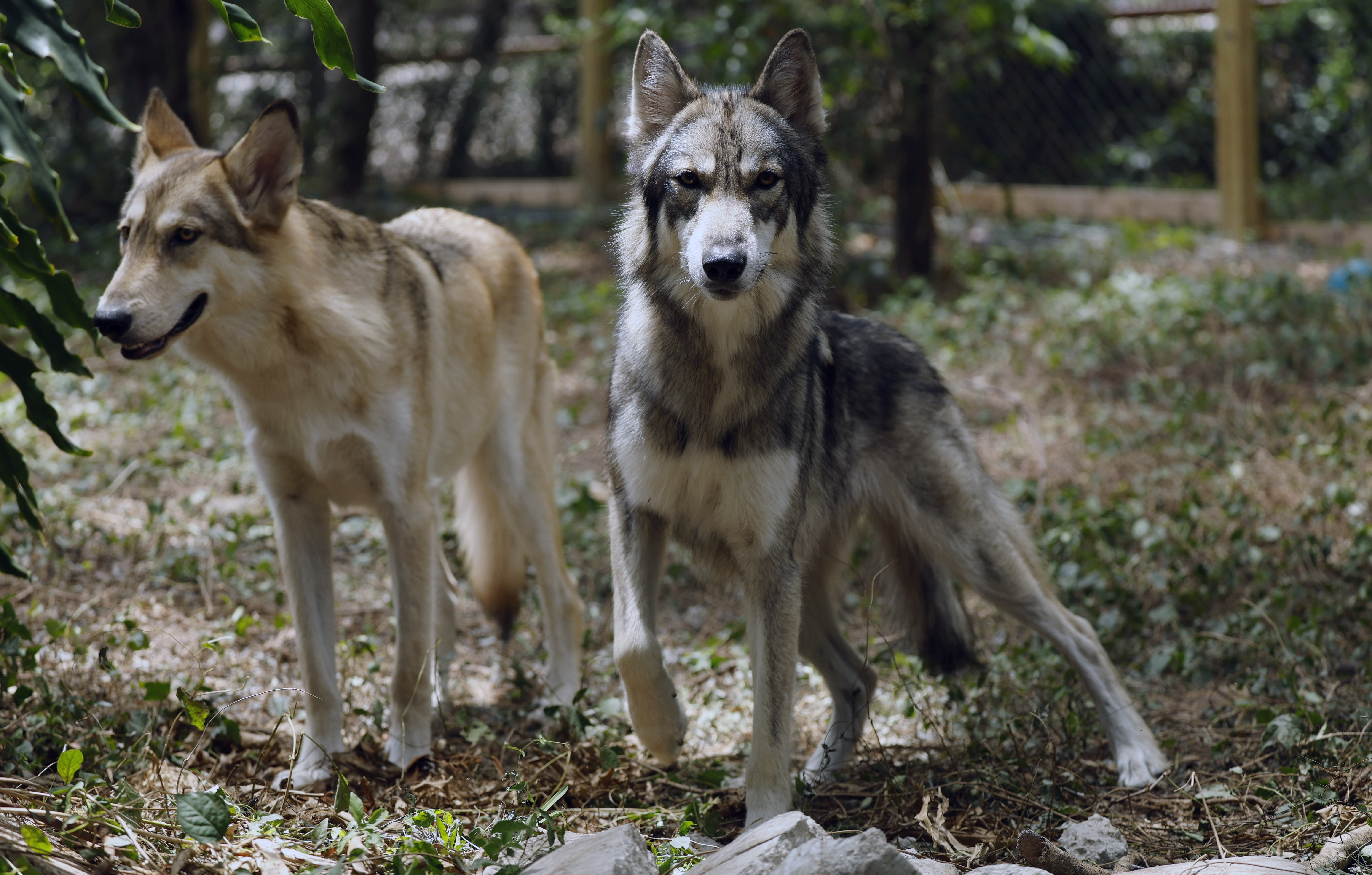 Left to Right, Wolf dogs Tate and Talah, residents of In Harmony With Nature Wolf Sanctuary, on Friday, June 5, 2026. (Ricardo Ramirez Buxeda/ Orlando Sentinel)