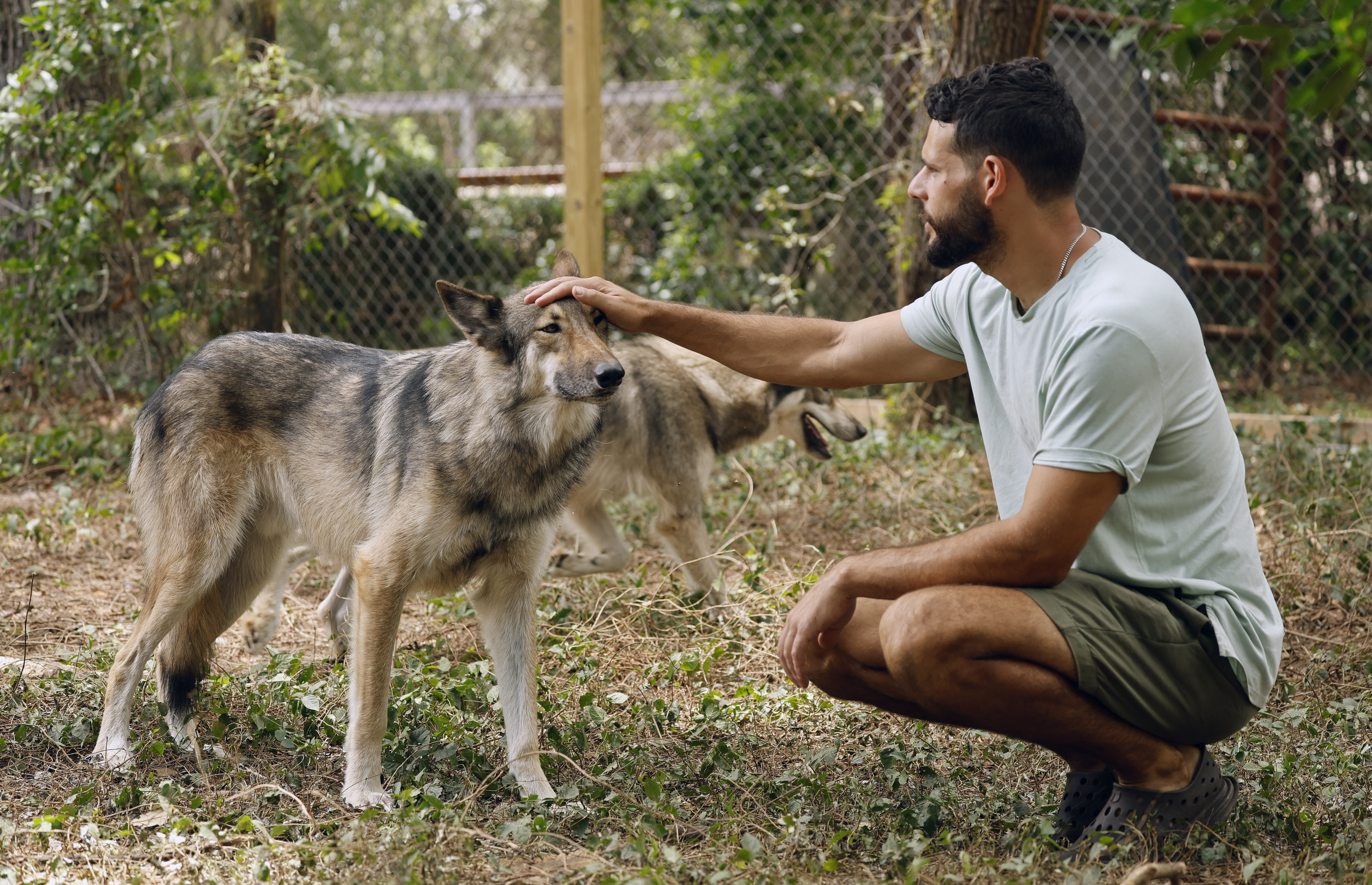 In Harmony With Nature Wolf Sanctuary upcoming director of operations Kevin Mesarina, pets Raffe, on Friday, June 5, 2026. (Ricardo Ramirez Buxeda/ Orlando Sentinel)