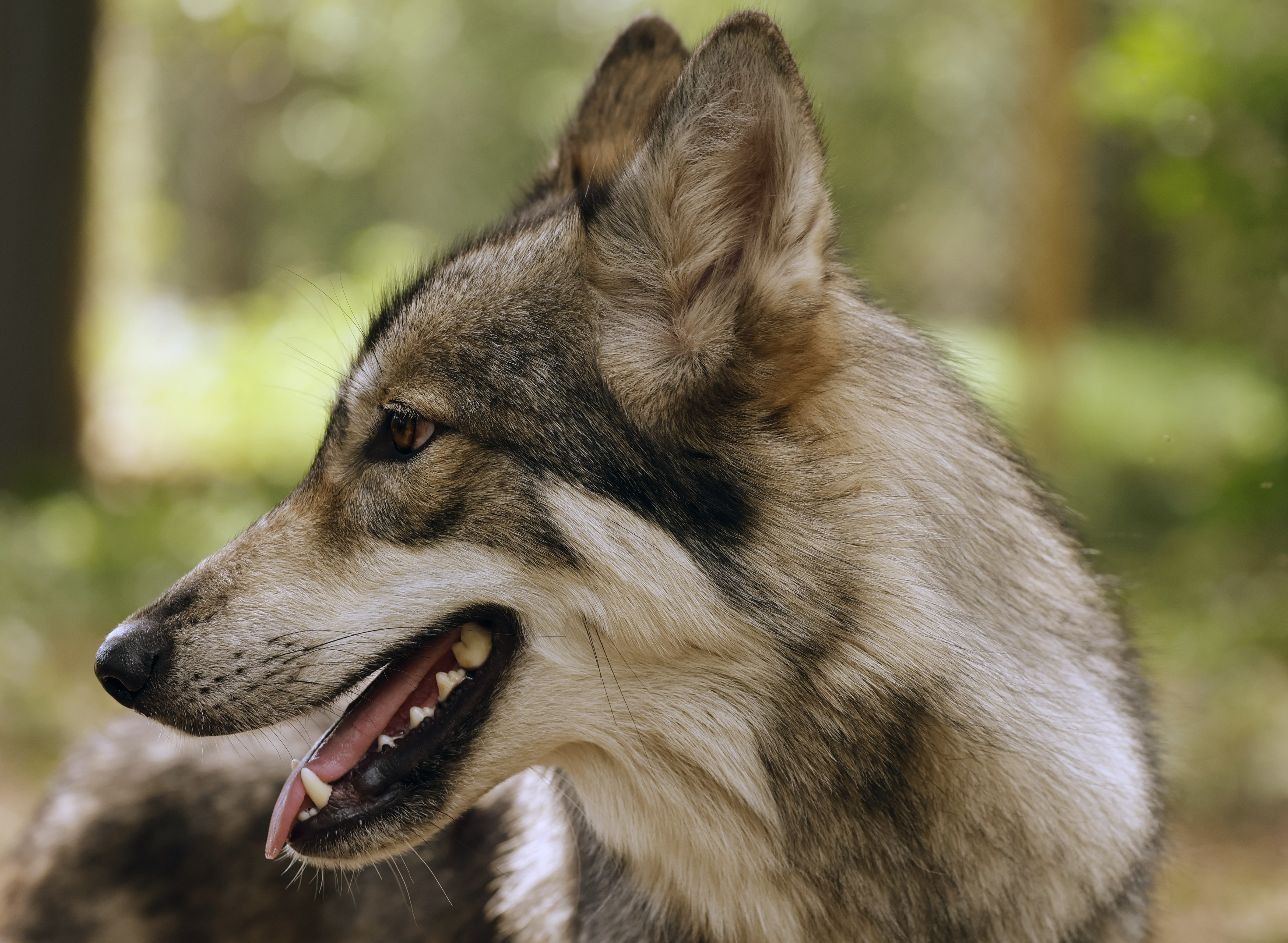 Talah, a resident of In Harmony With Nature Wolf Sanctuary, on Friday, June 5, 2026. (Ricardo Ramirez Buxeda/ Orlando Sentinel)