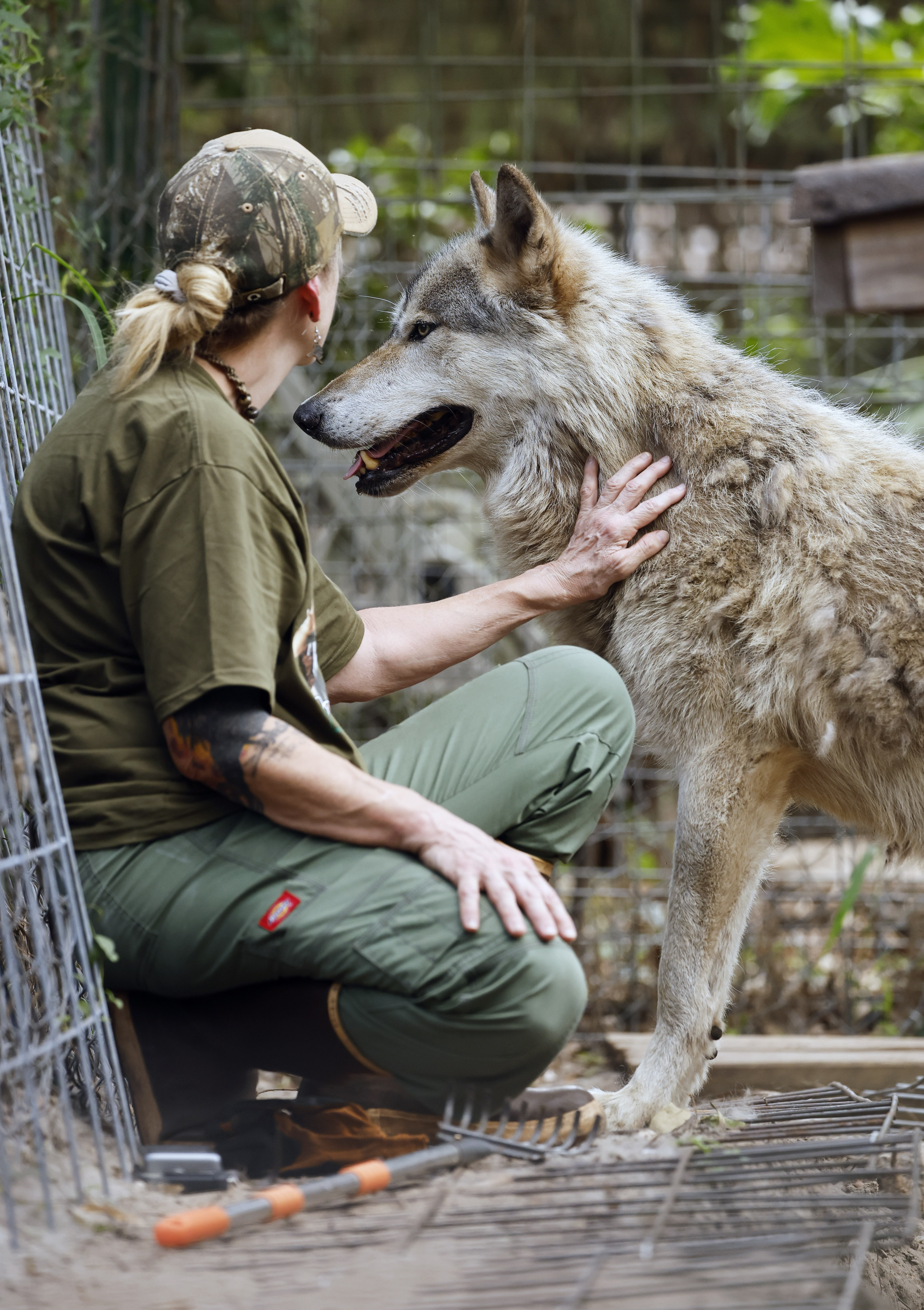 Elie Wolf of Seacrest Wolf Preserve, scratches Dreamer, one of the wolf ambassadors for Seacrest Wolf Preserve in Chipley, Fla., who is being fostered at In Harmony With Nature Wolf Sanctuary, on Friday, June 5, 2026. Seacrest Wolf Preserve is looking for a new home, after a court ruling due to a lease dispute forced them to vacate their home. (Ricardo Ramirez Buxeda/ Orlando Sentinel)