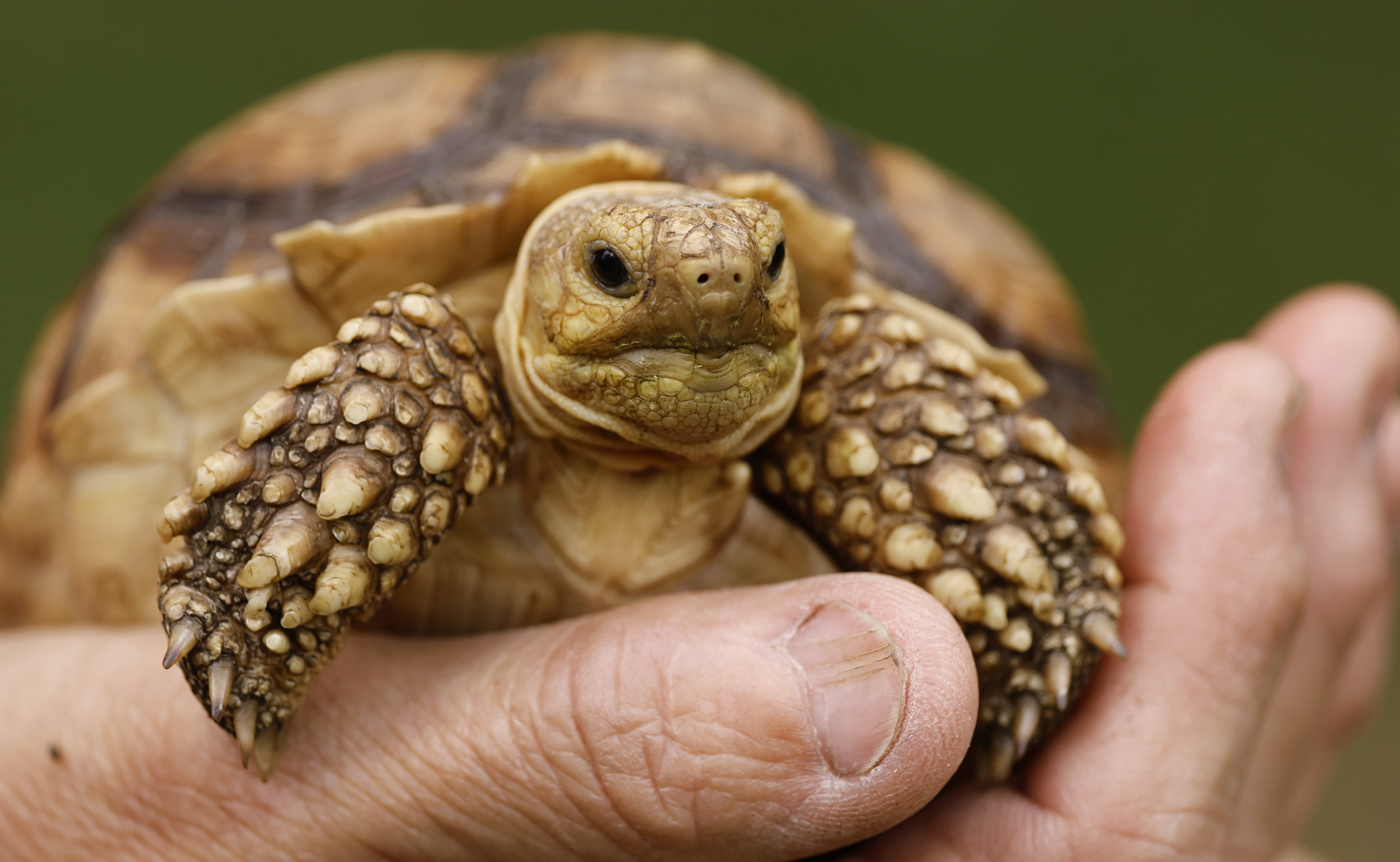 In Harmony With Nature Founder & Director Kim Kapes shows Lil' Peanut, a young sulcata tortoise, at In Harmony With Nature Wolf Sanctuary, on Friday, June 5, 2026. (Ricardo Ramirez Buxeda/ Orlando Sentinel)