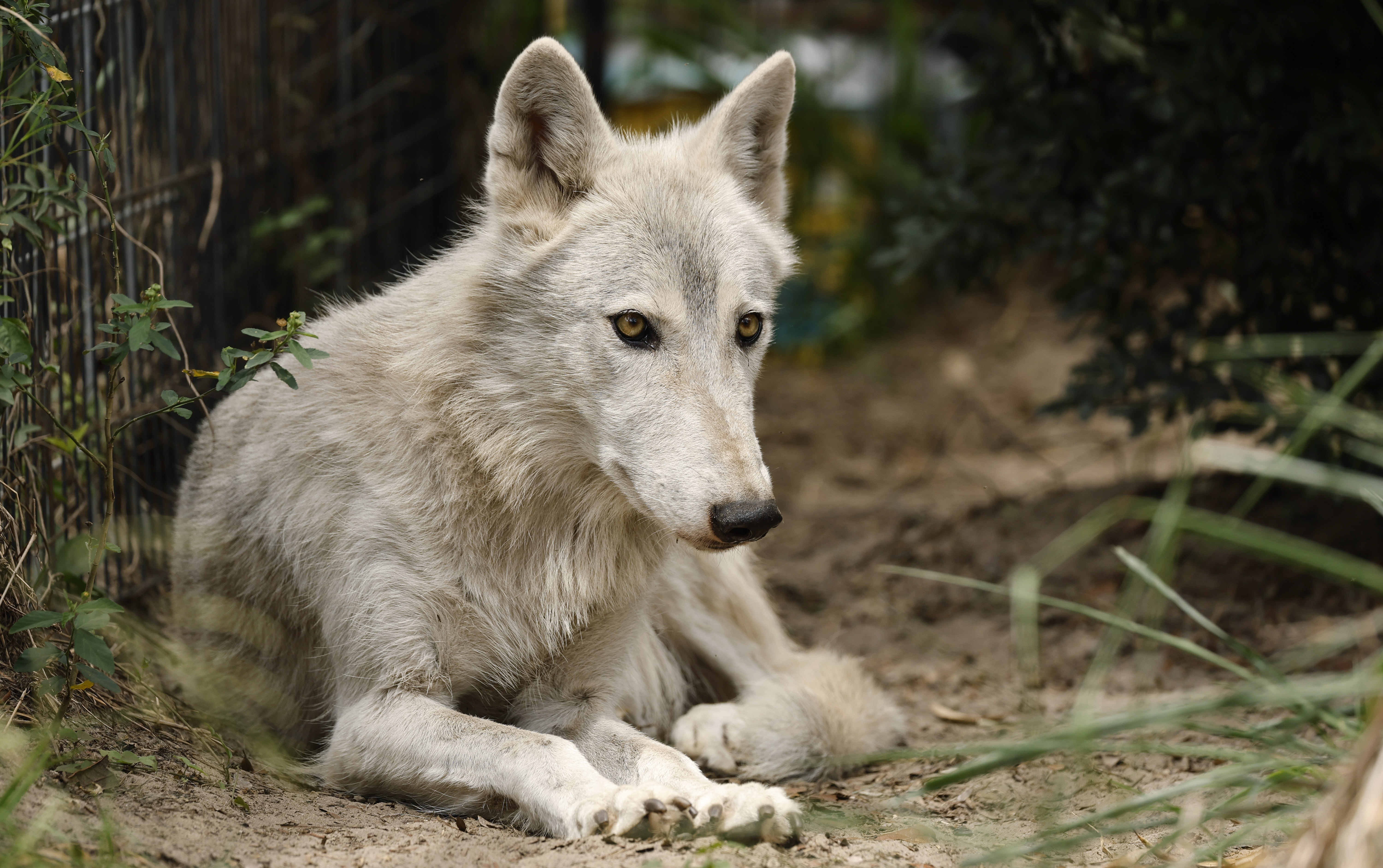 Kaniu one of the ambassador wolves at In Harmony With Nature Wolf Sanctuary, on Friday, June 5, 2026. (Ricardo Ramirez Buxeda/ Orlando Sentinel)