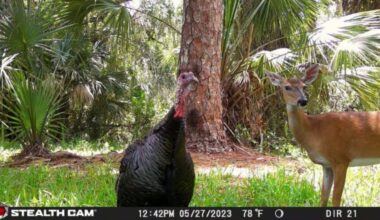 A wild turkey and a deer stand closely together in a sunlit forest clearing, surrounded by tall trees and green foliage. The photo is taken by a trail camera with date and temperature info along the bottom.