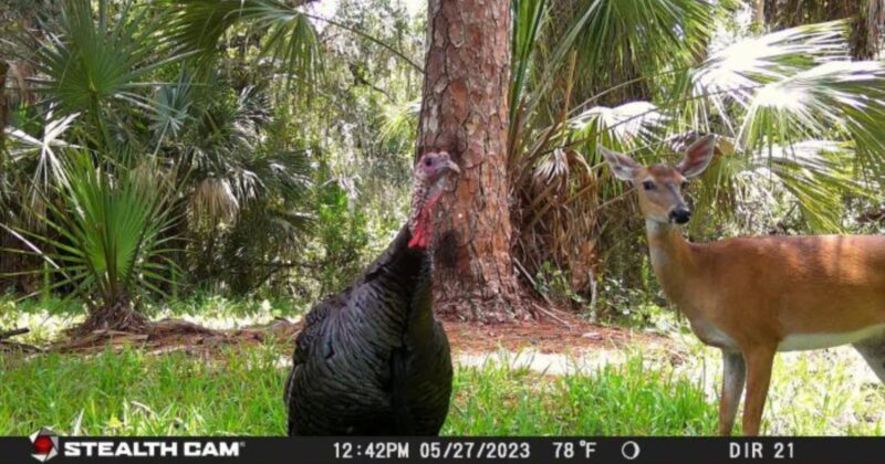 A wild turkey and a deer stand closely together in a sunlit forest clearing, surrounded by tall trees and green foliage. The photo is taken by a trail camera with date and temperature info along the bottom.