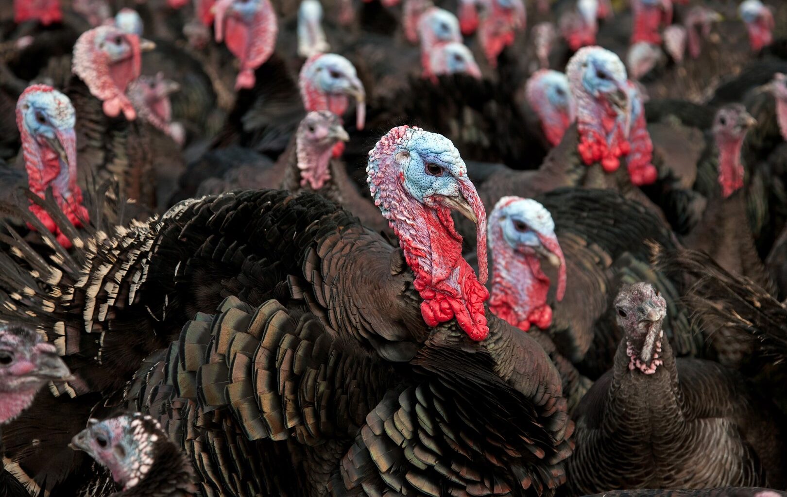 Florida TaxWatch calls out $830 million in budget turkeys in 2026-27 state budget