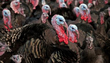 Florida TaxWatch calls out $830 million in budget turkeys in 2026-27 state budget