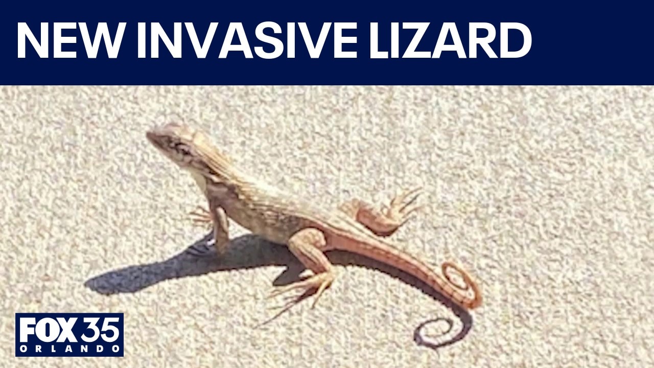 Invasive lizard expands into Central Florida, researchers say