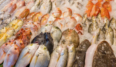 University of Miami joins new NOAA Cooperative Institute to advance sustainable U.S. aquaculture