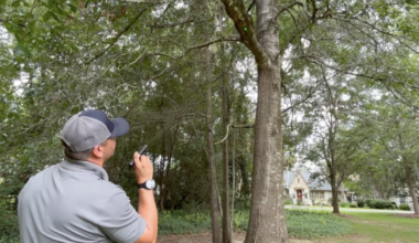 Inspecting your trees now can help prevent storm damage