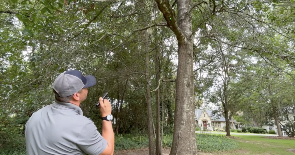 Inspecting your trees now can help prevent storm damage
