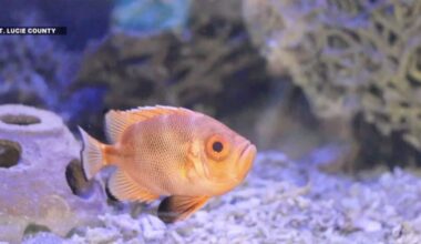 Smithsonian Marine Exhibit showcases Florida ecosystems