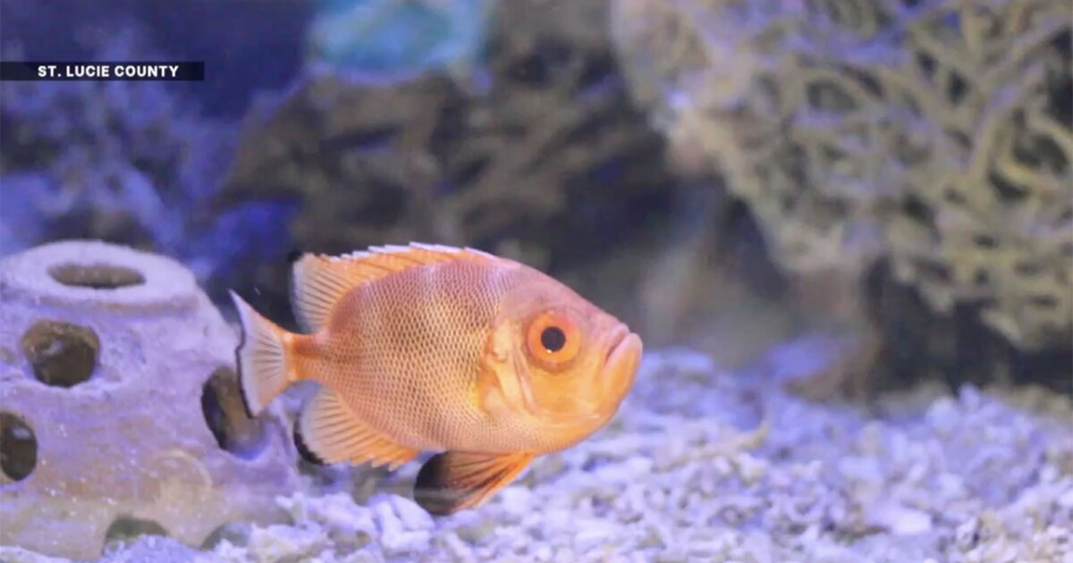 Smithsonian Marine Exhibit showcases Florida ecosystems