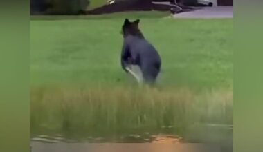 WATCH: Bear spotted swimming in Port St. Lucie neighborhood