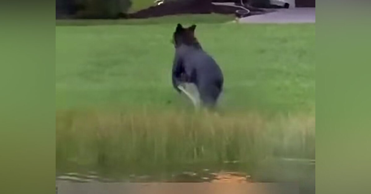 WATCH: Bear spotted swimming in Port St. Lucie neighborhood
