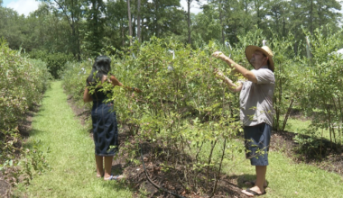 Tallahassee blueberry farm recovers after exceptional drought