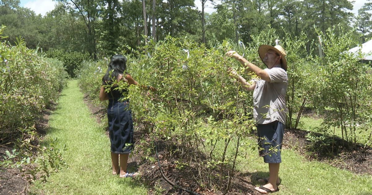 Tallahassee blueberry farm recovers after exceptional drought