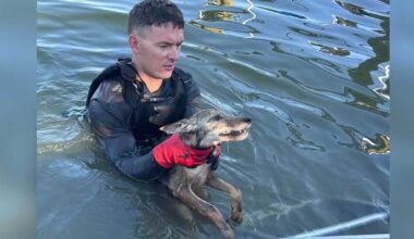 Crews were called to rescue a dog. It was something else.