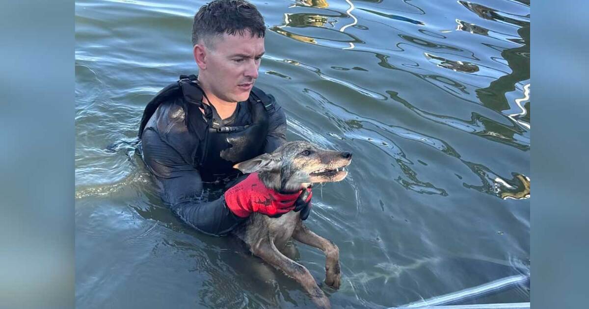 Crews were called to rescue a dog. It was something else.
