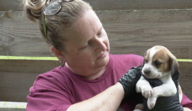 Returned dogs strain Champs Chance as Tally Spay targets overpopulation