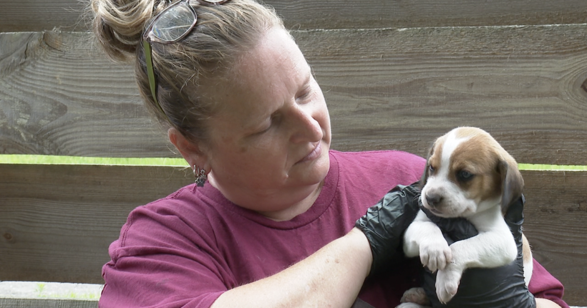 Returned dogs strain Champs Chance as Tally Spay targets overpopulation
