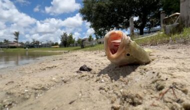 Neighbors find 'hundreds and hundreds' of dead fish after algae treatment