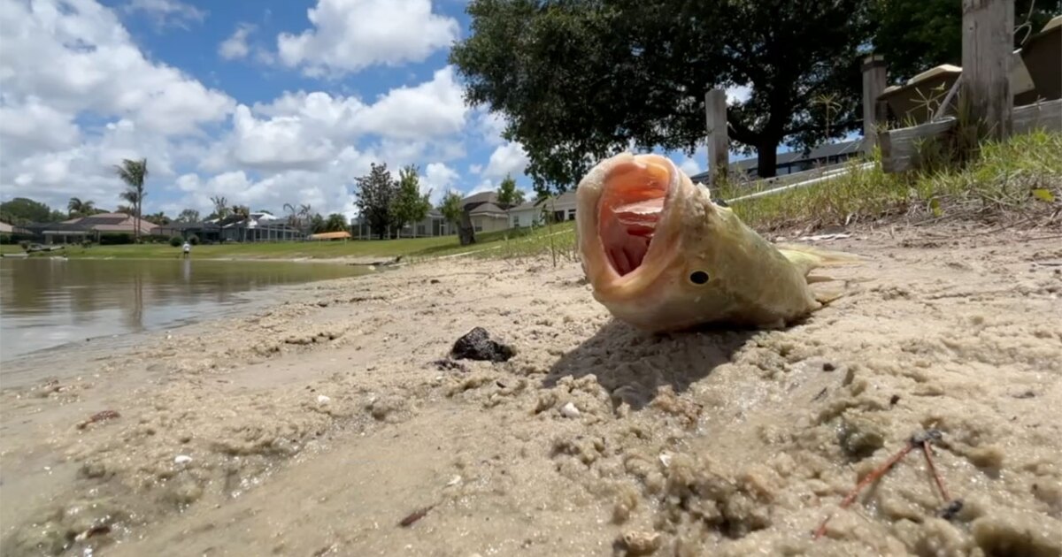 Neighbors find 'hundreds and hundreds' of dead fish after algae treatment