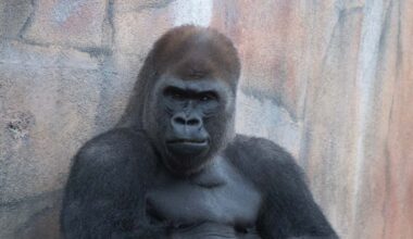 St. Louis Zoo sends Bakari the gorilla to Florida to start a family