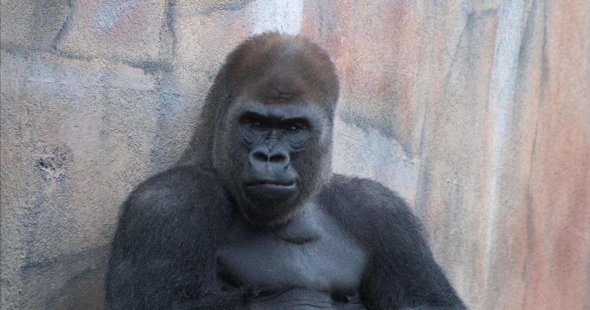 St. Louis Zoo sends Bakari the gorilla to Florida to start a family