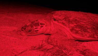 Sea turtle named after '80s rock star found dead in Captiva Island surf zone after vessel strike | WGCU News