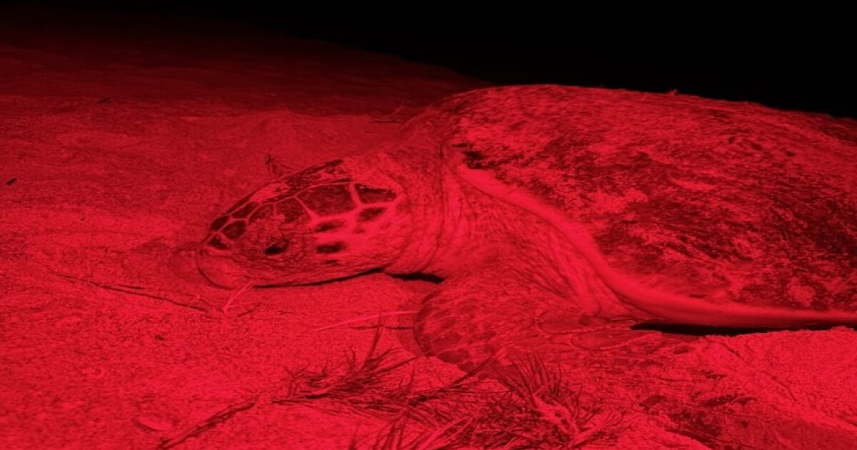 Sea turtle named after '80s rock star found dead in Captiva Island surf zone after vessel strike | WGCU News