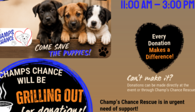 Last Chance for Champ's Chance