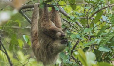 Sloth imports resume in Florida next month, but with new permitting requirement