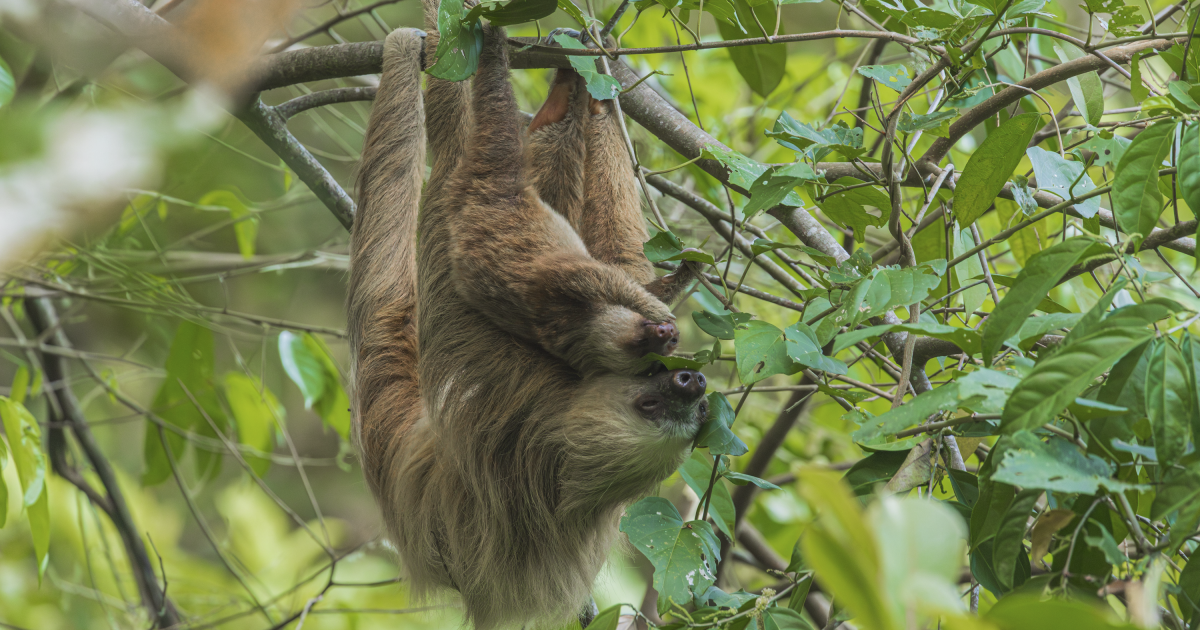 Sloth imports resume in Florida next month, but with new permitting requirement