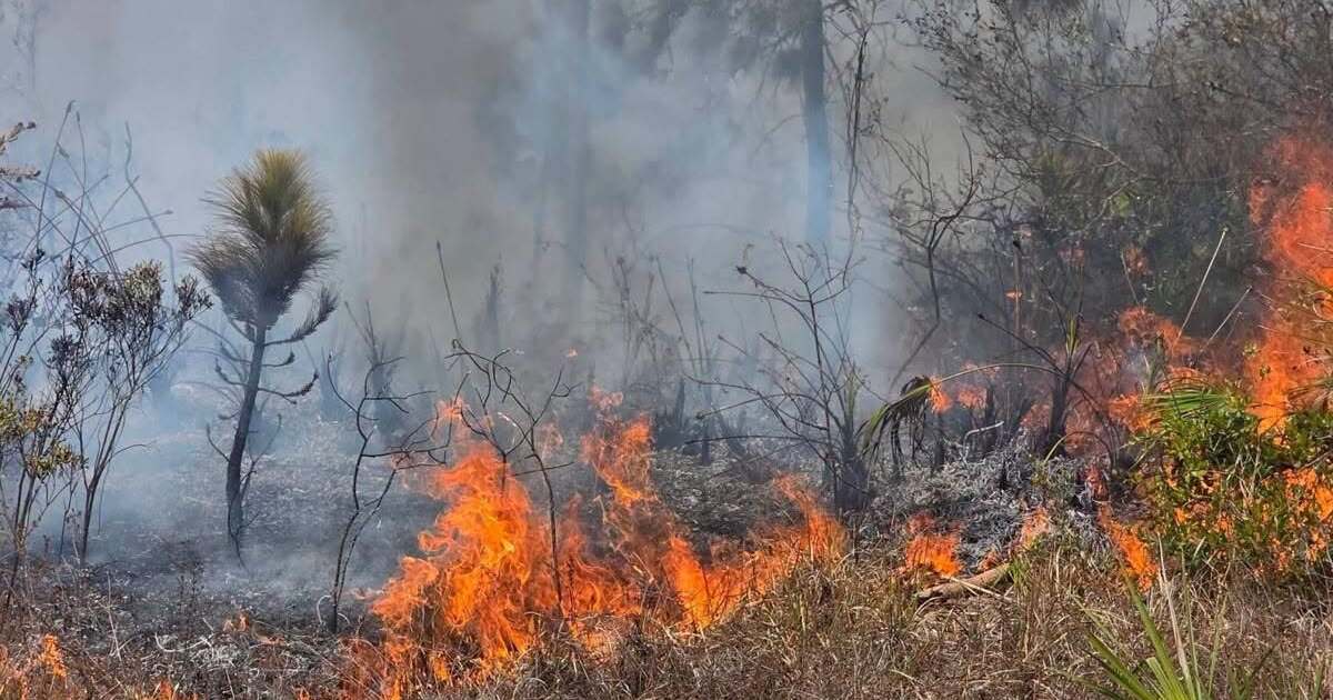 Several wildfires burning in Southwest Florida; Sarasota to Lee, Charlotte to Hendry counties | WGCU News