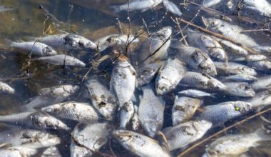 Port St. Lucie community experiences second fish kill in eight months