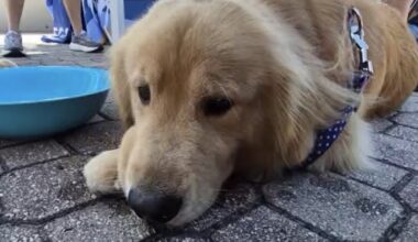 Pets can be kept safe despite 'rockets red glare' and 'bombs bursting in air' from July Fourth festivities | WGCU News
