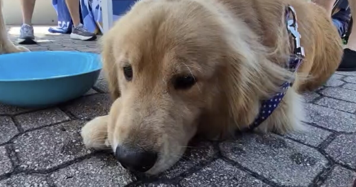 Pets can be kept safe despite 'rockets red glare' and 'bombs bursting in air' from July Fourth festivities | WGCU News