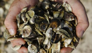 Florida is up to eight cases of Vibrio vulnificus – so-called 'flesh-eating bacteria' – in 2026