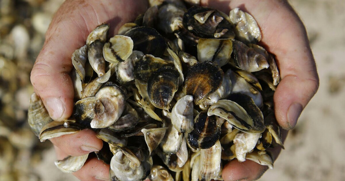 Florida is up to eight cases of Vibrio vulnificus – so-called 'flesh-eating bacteria' – in 2026