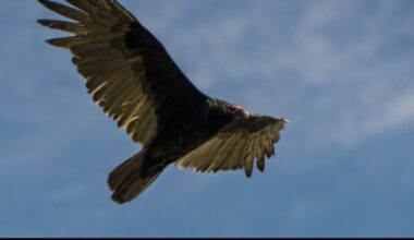 Audubon Florida looking for some poetic love for a scavenger bird species not usually given much | WGCU News