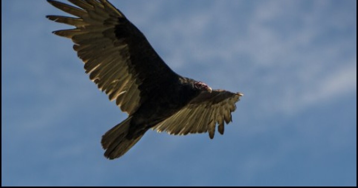 Audubon Florida looking for some poetic love for a scavenger bird species not usually given much | WGCU News