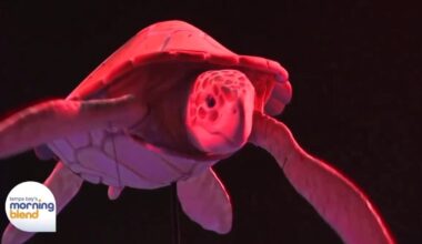 SeaWorld is Celebrating Summer at All the Parks!