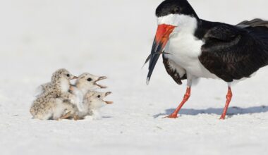Audubon Florida sends up a flare for the Fourth: Fireworks and shorebirds don't mix