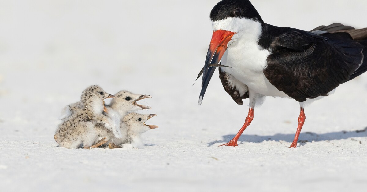 Audubon Florida sends up a flare for the Fourth: Fireworks and shorebirds don't mix