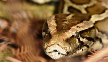 Florida Python Challenge returns in July with $25,000 in prizes for Everglades hunt